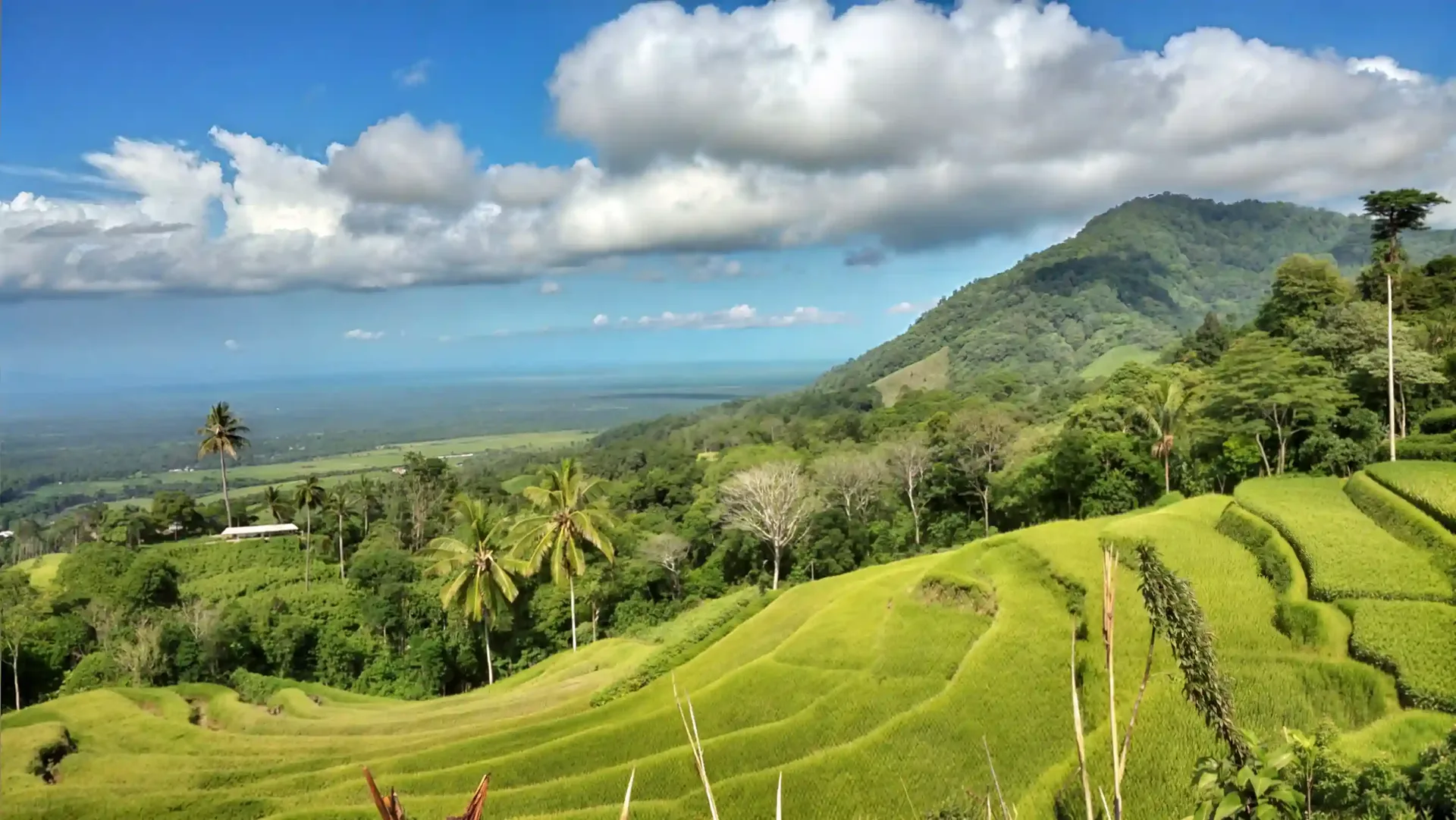 Using a Bali Visa Agent for a KITAS: Process, Costs and Timeline